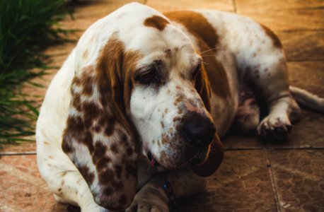 Brown And White Basset Hound Lying On Floor photo