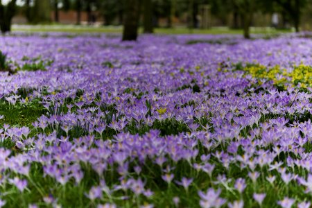 Purple Petaled Flowers