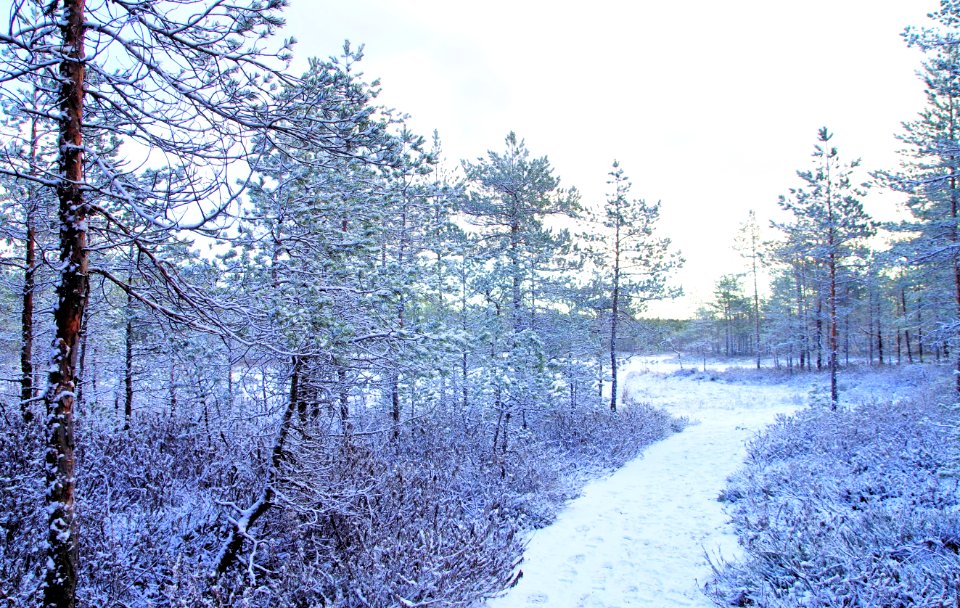 Photo Trees Covered With Snow