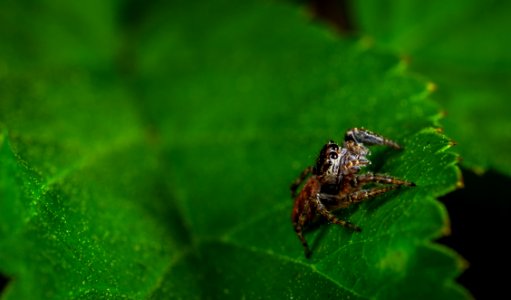 Macro Photography Of Spider On Leaf