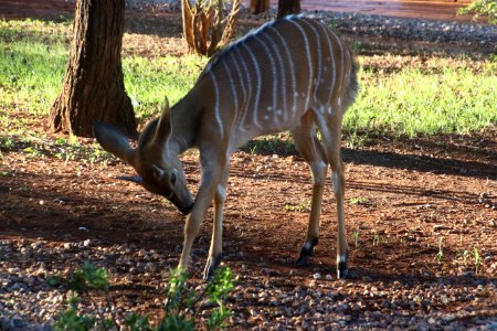 Photo Of Fawn Deer photo