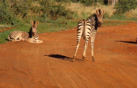 Photography Of Two Zebras On Road photo