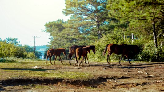 Photo Of Horses In The Forest