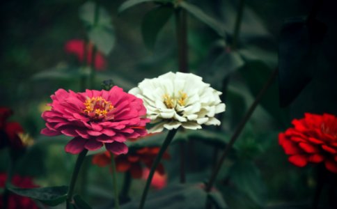 Close-Up Photography Of Zinnia Flowers photo