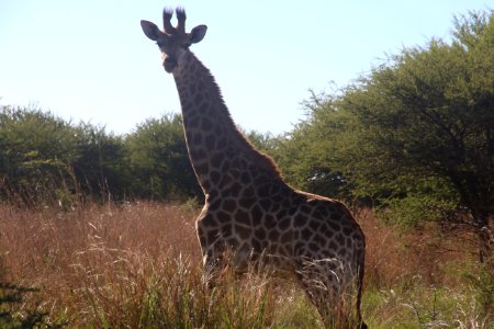 Photography Of Giraffe During Daytime photo