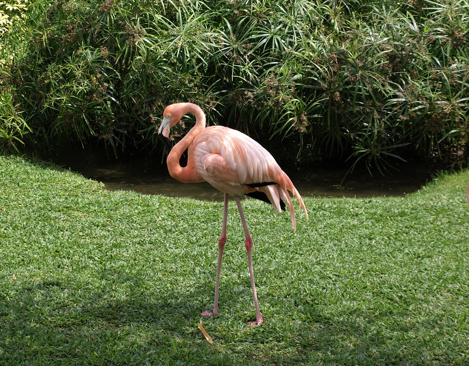 Nature bird animal