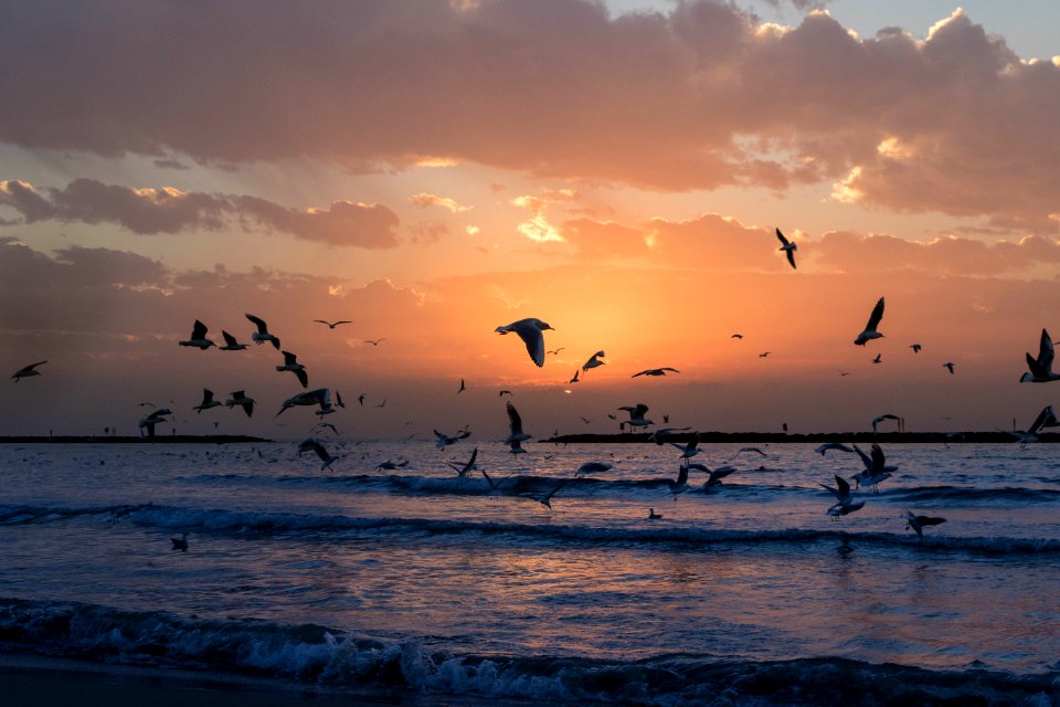 Flock Of White Birds Photo During Sunset
