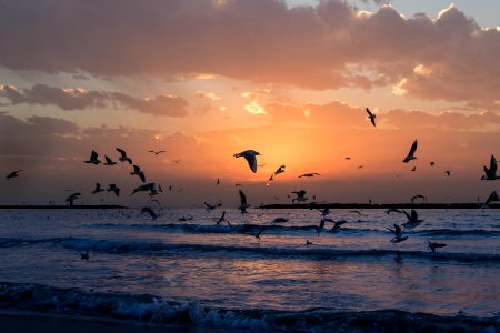 Flock Of White Birds Photo During Sunset photo