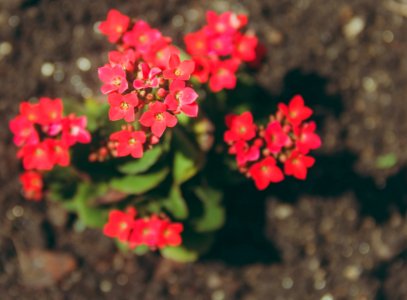 Close-up Photography Of Kalanchoe Flowers photo