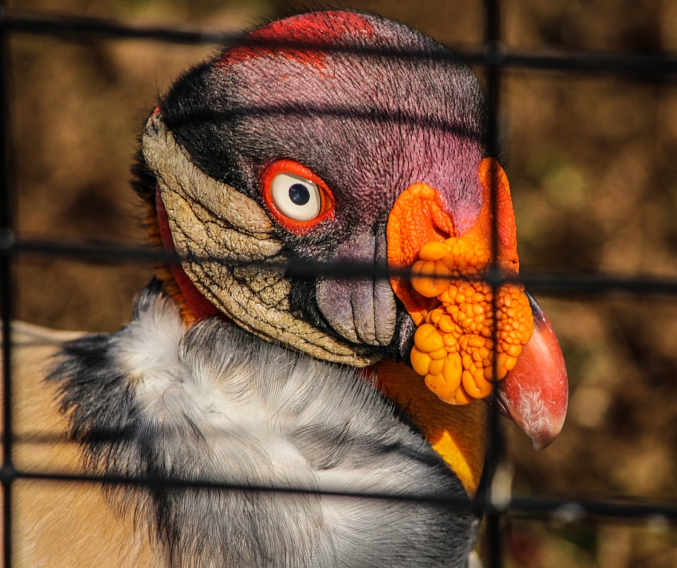 South america range caged zoo