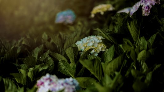 Close-up Photo Of Flowers photo