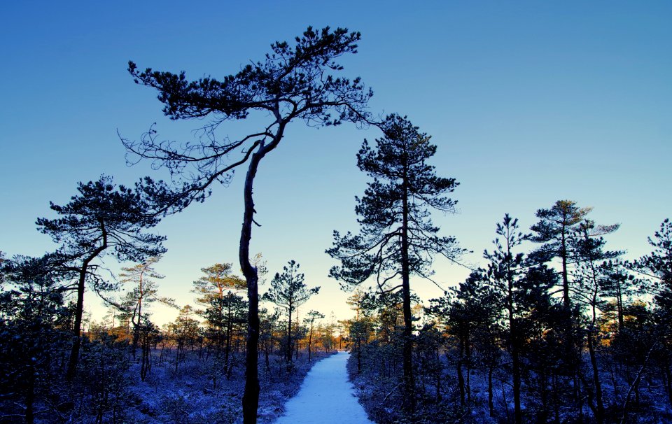 Photo Of Tall Trees