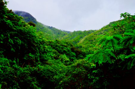 Mountain Covered With Green Trees photo