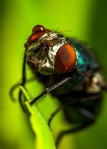 Photography Of Fly On Green Leaf photo