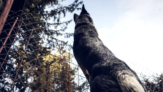 Low Angle Photography Of Adult Gray German Shepherd