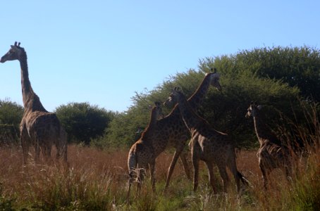 Photo Of Giraffes In The Field photo