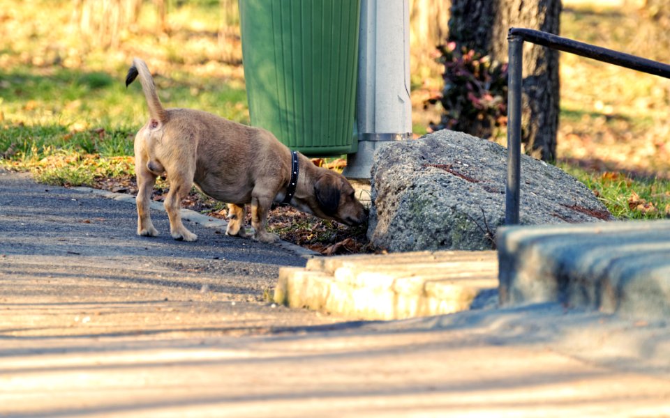 Tan Smooth Dachshund Smelling The Stone photo