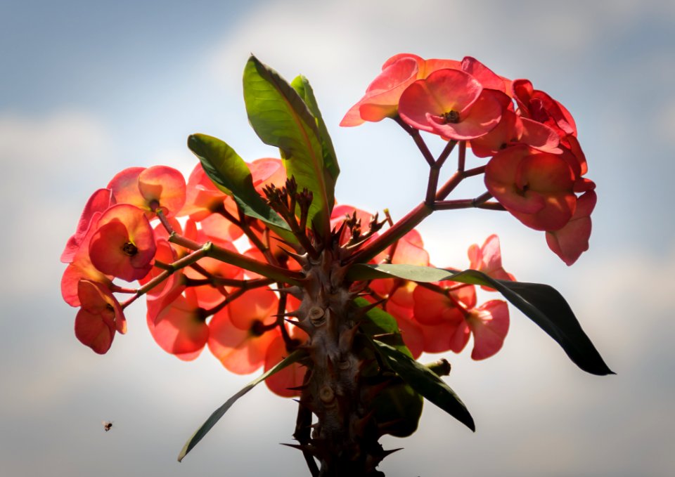 Close-up Photography Of Euphorbia