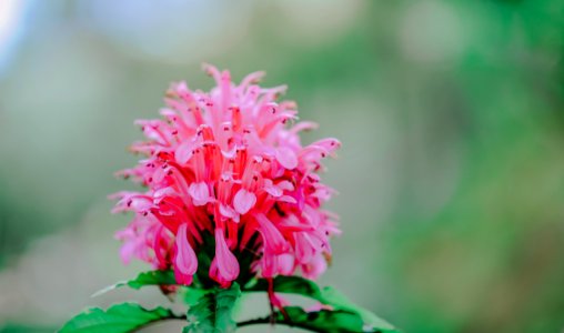 Close-Up Photography Of Pink Flower