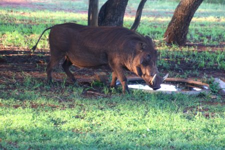 Photo Of A Wild Boar photo