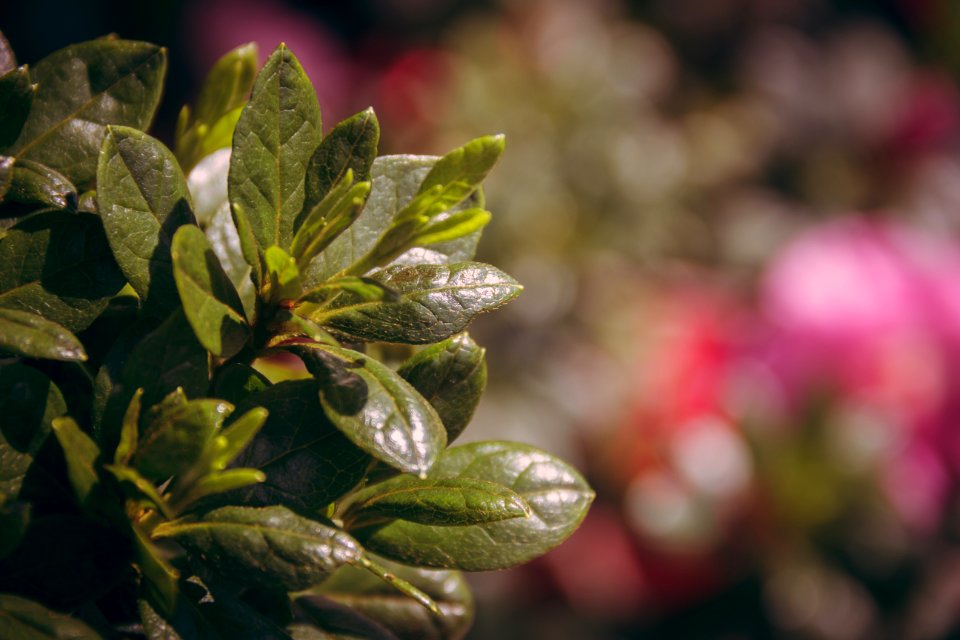 Focus Photography Of Leaves
