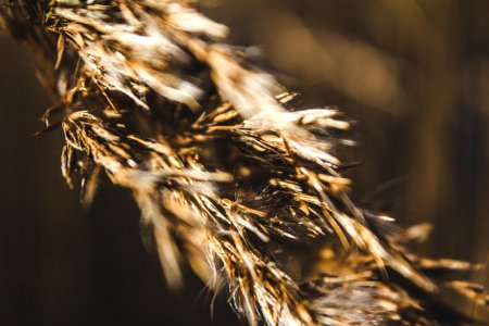 Selective Focus Photography Of Brown Plant