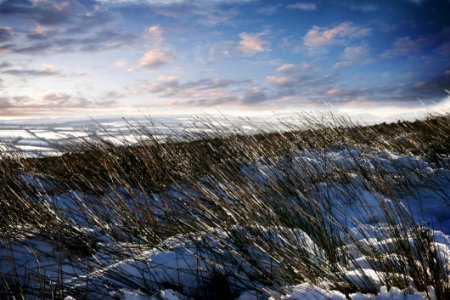 Green Grass With Snow