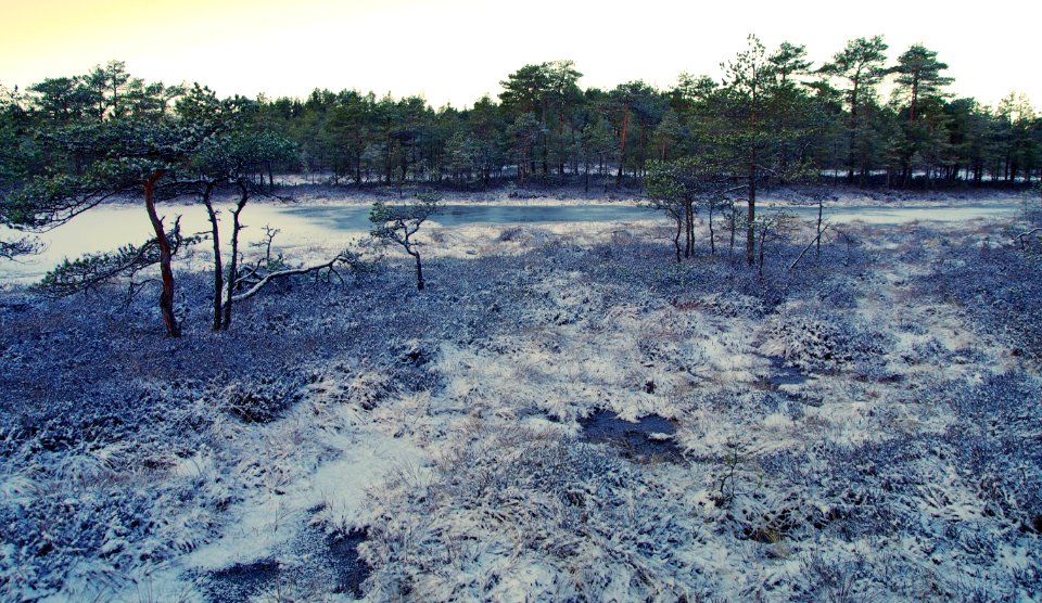 Scenic View Of Trees