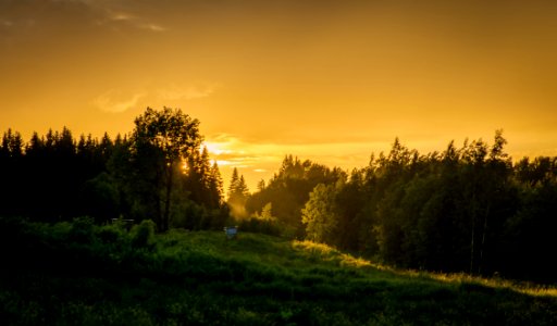 Forest During Sunset photo