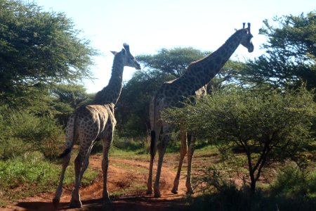 Two Giraffes Standing Near Trees photo
