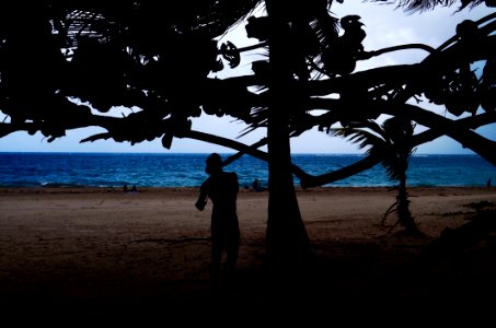 Silhouette Of Man Beside Tree Near Seashore