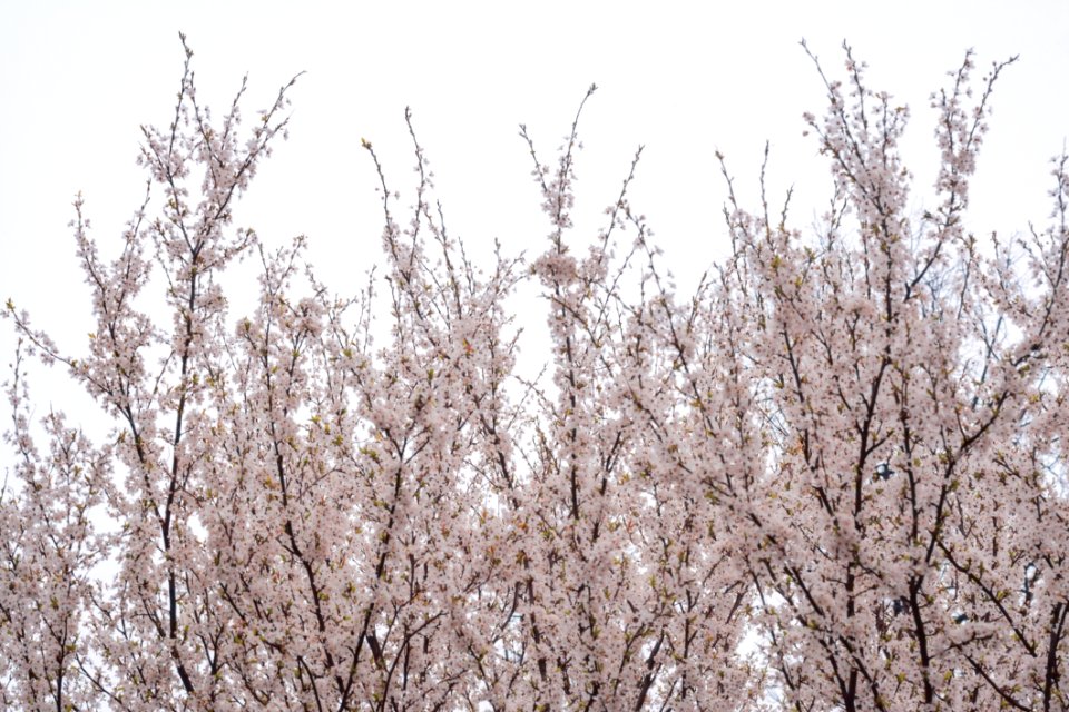 Photo Of Cherry Blossoms