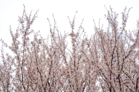 Photo Of Cherry Blossoms photo