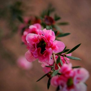 Selective Focus Photography Of Pink Petaled Flower