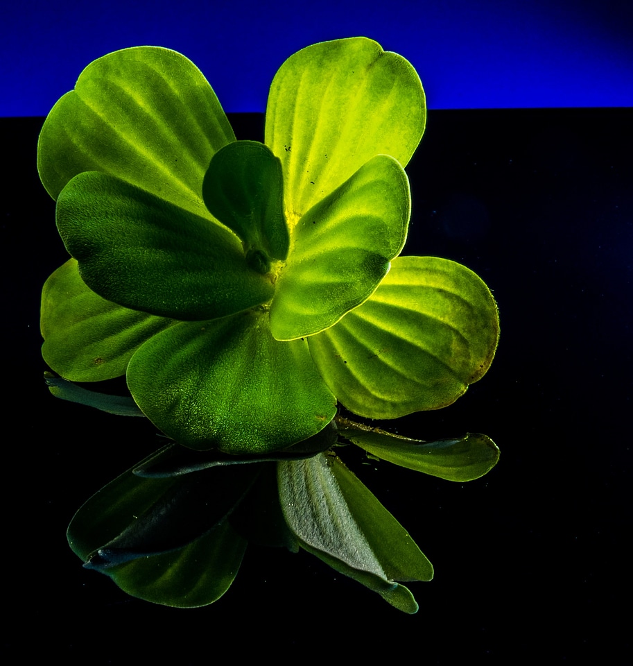Floating plant foliage plant plant