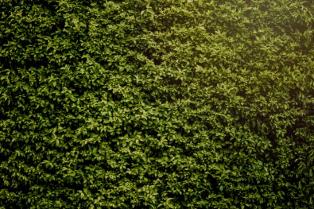 Photo Of Hedge