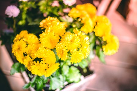 Close-Up Photography Of Yellow Flowers photo
