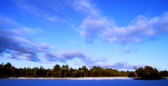 Photo Of Trees During Winter photo