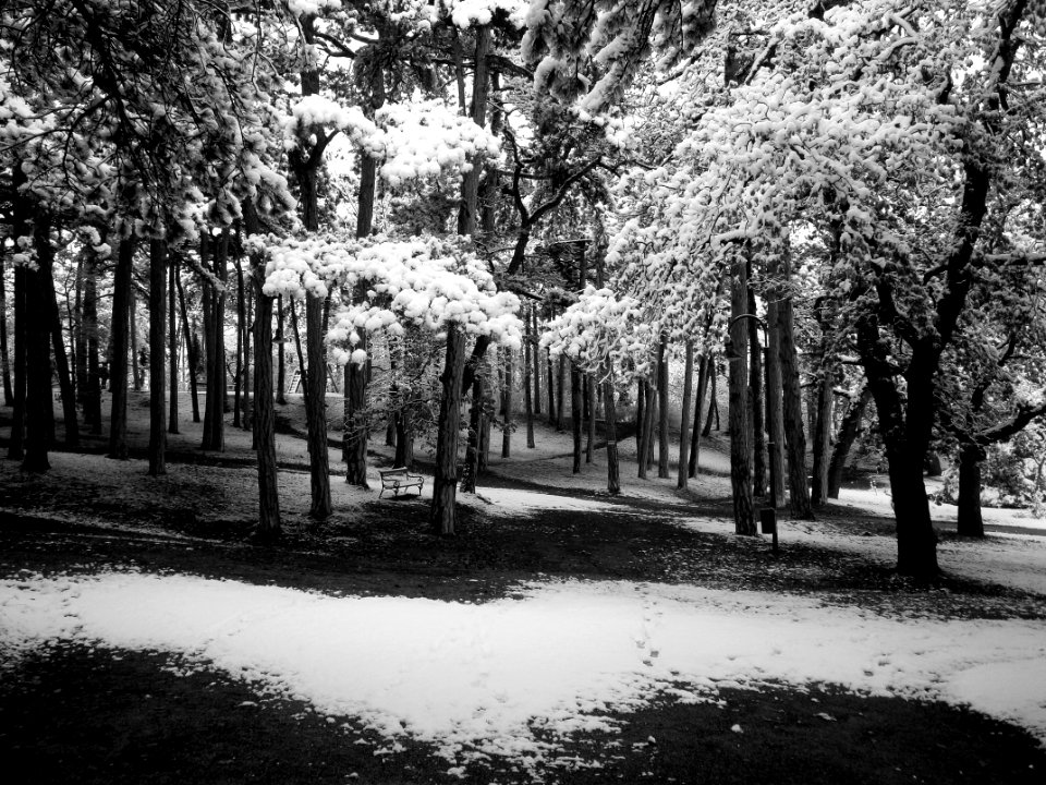 Grayscale PhotoOof Snow Covered Trees