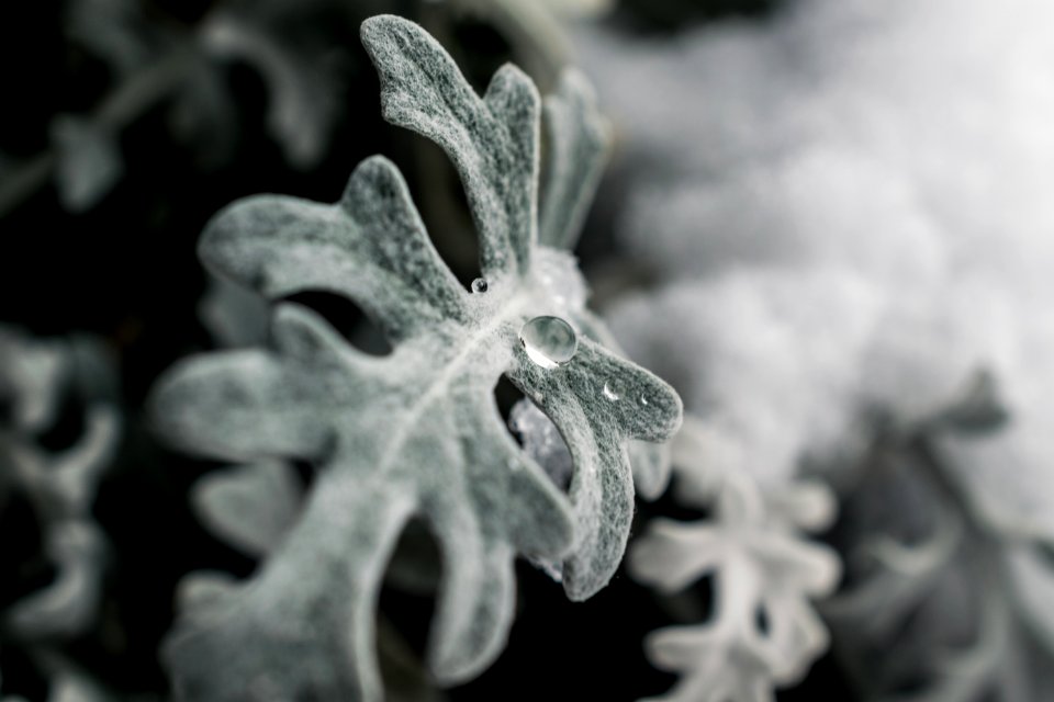 Green Frosted Leaf Plant