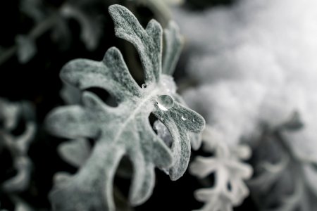 Green Frosted Leaf Plant
