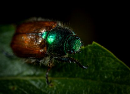 Macro Photography Of Japanese Beetle Perched On Green Leaf photo