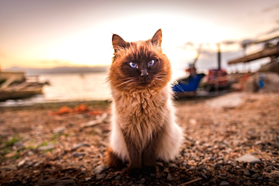Grey And White Fur Cat
