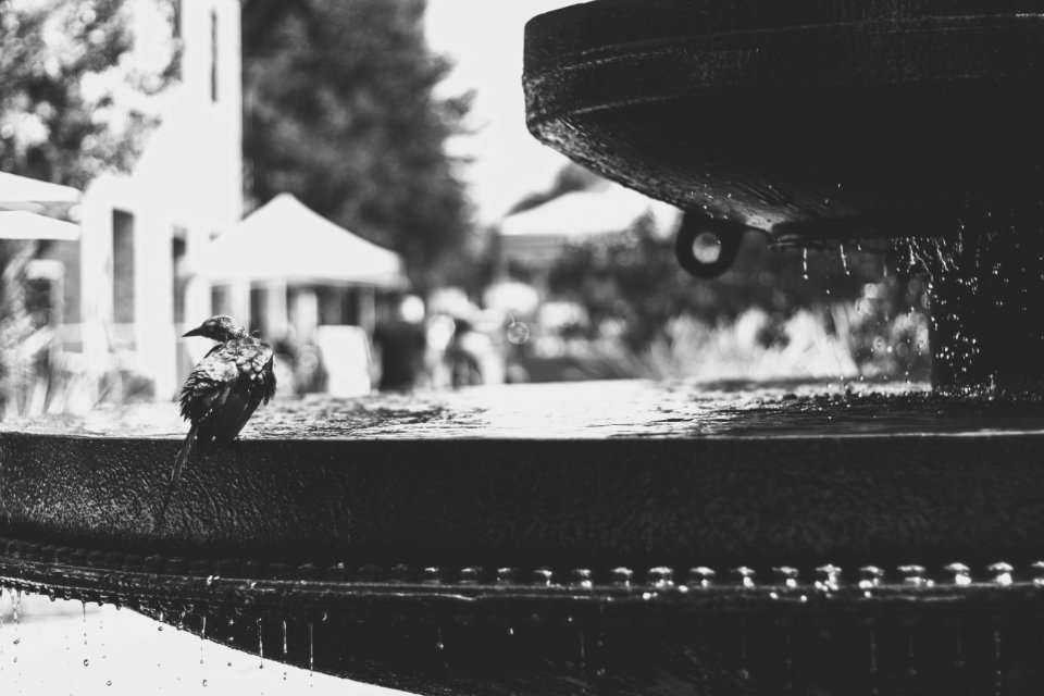 Grayscale Photo Of Bird On Water Fountain