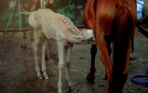 Brown Horse Feeding White Horse photo