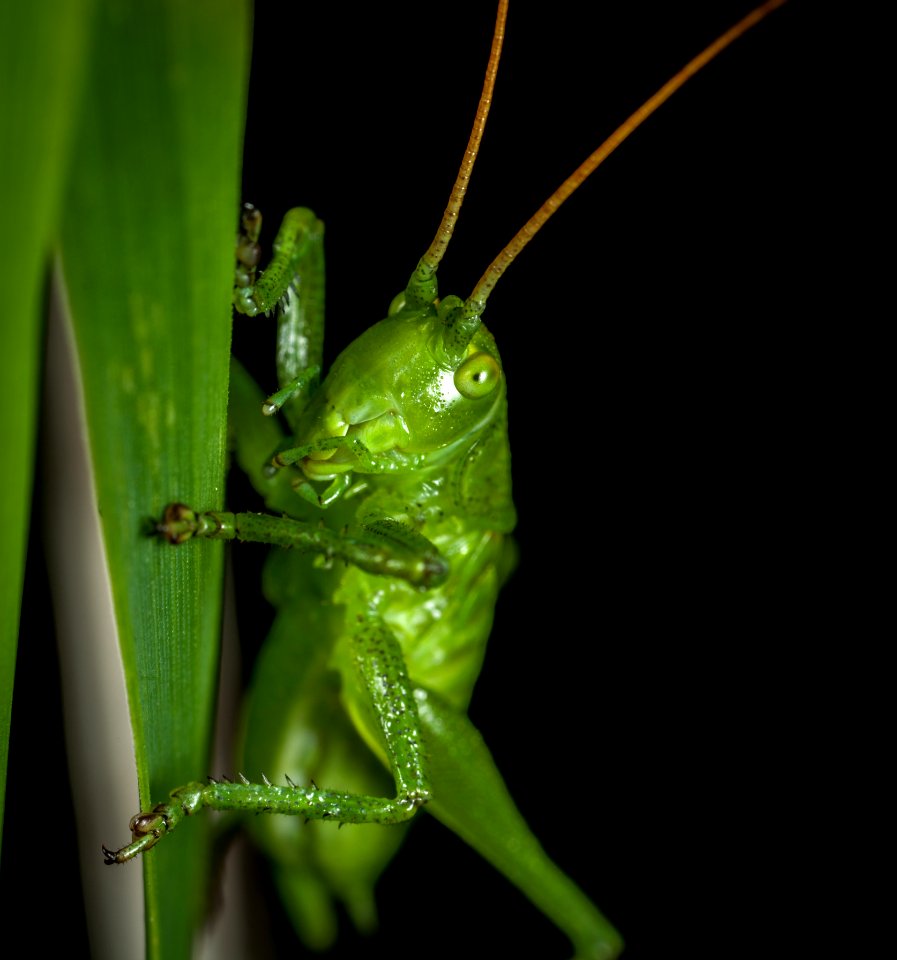 Close-up Photography Of Grasshopper Perched On Green Leaf
