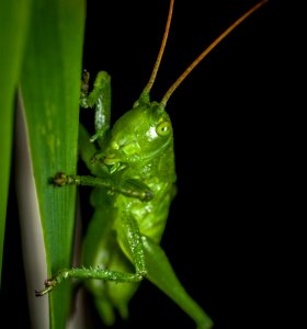 Close-up Photography Of Grasshopper Perched On Green Leaf photo