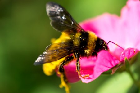 Close-Up Photo Of Bumble Bee On Pink Petaled Flower photo