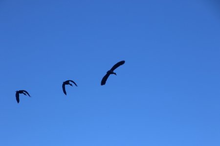 Photography Of Three Flying Birds photo