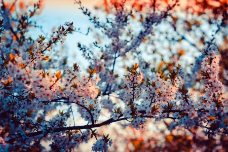 Close-up Photography Of Cherry Blossom